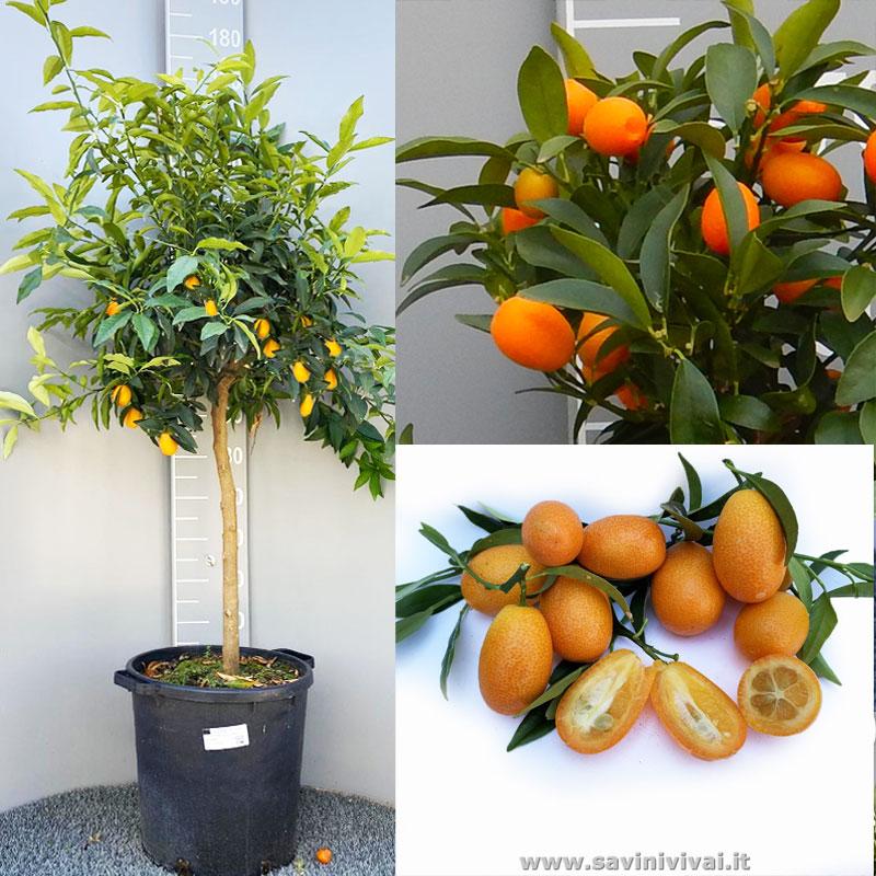 Pianta Di Mandarino Cinese O Kumquat LAlata Cm 140 160 In Vaso 35 Cm