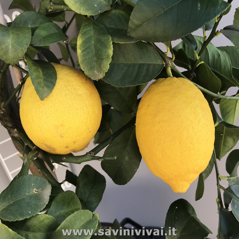 Pianta Di Limone Sfusato Amalfitano In Vaso Cm Savini Vivai