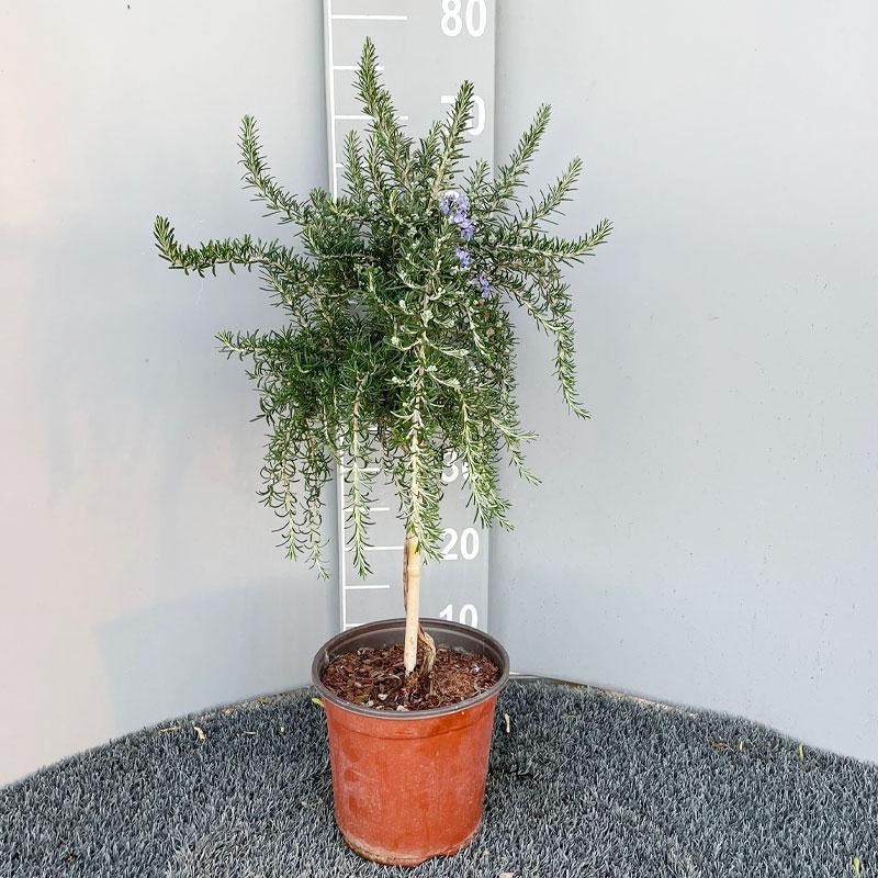 Pianta di Lavanda Stoechas in vaso Ø 25 cm