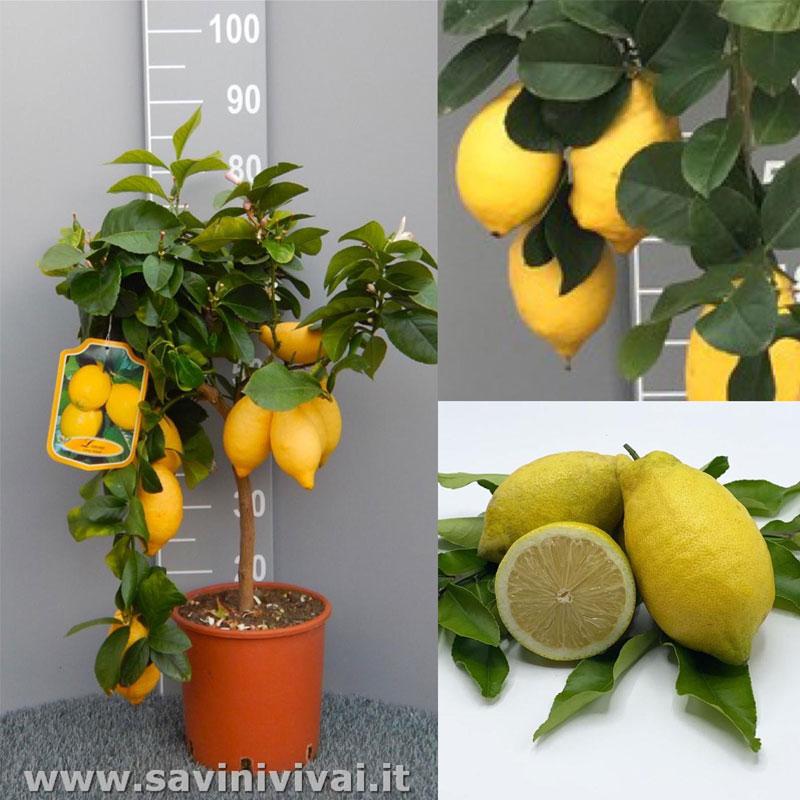 Pianta di Limone Piante Vere da Frutto H 70-80 cm Vaso Ø 20 cm