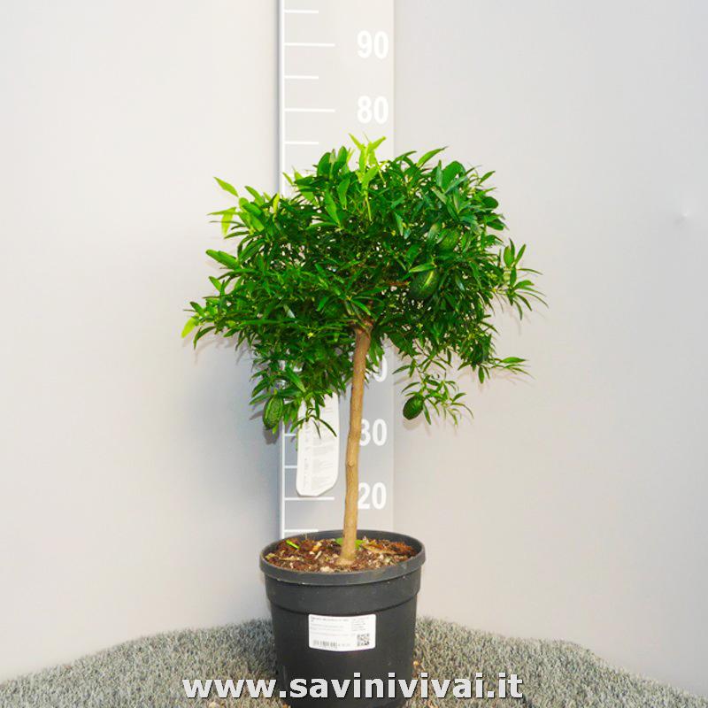 SAVINI VIVAI Pianta di Limone Caviale Verde Faustrime Albero di Agrumi  Finger Lime Limone ad Alberello in Vaso 20 cm Altezza 50-70 cm 2 Anno di