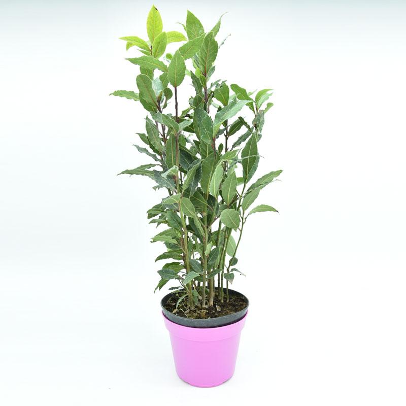 50 PIANTE DI ALLORO ( LAURUS NOBILIS ) H150/160 CM piante per siepi